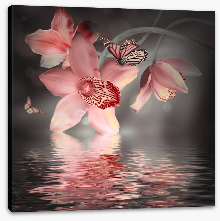 Orchid and butterfly reflections