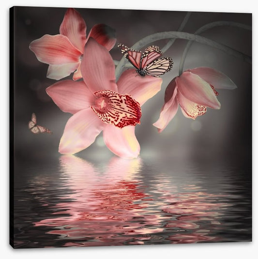 Orchid and butterfly reflections