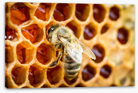 Insects