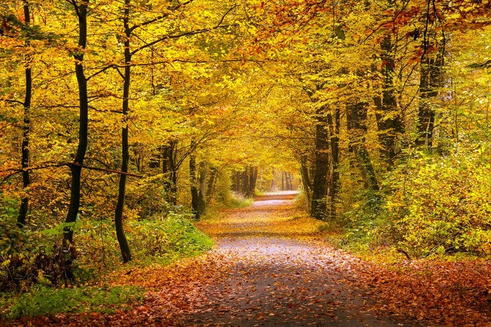 Golden forest