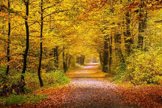 Golden forest