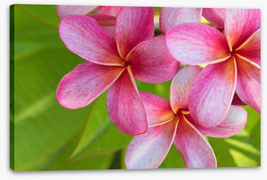 Pink frangipani