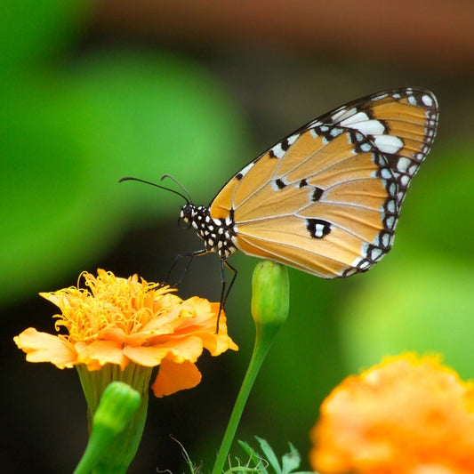 Insects