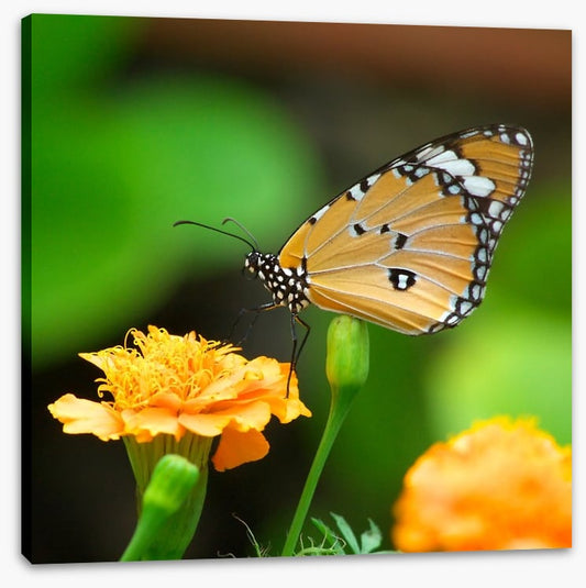 Insects