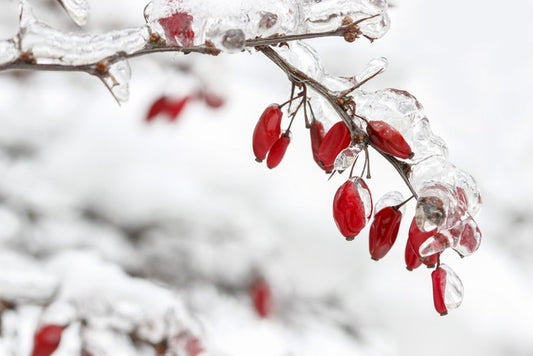Frozen berberis