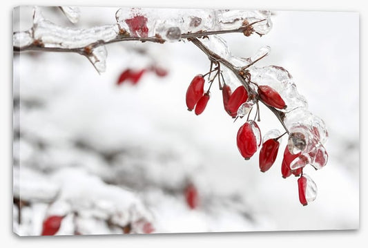 Frozen berberis