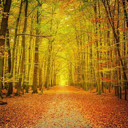 Autumn forest path