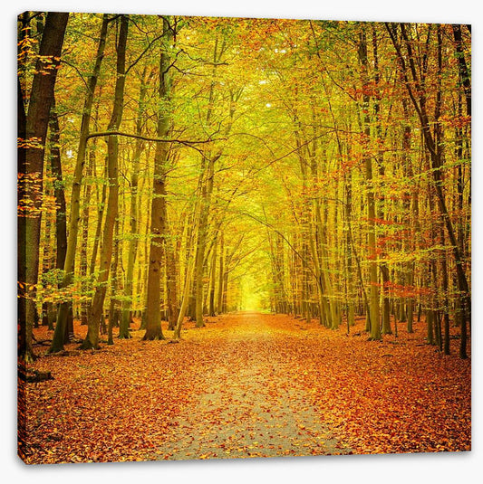 Autumn forest path