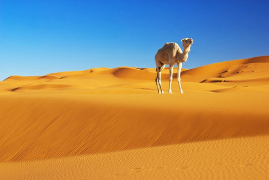 Desert