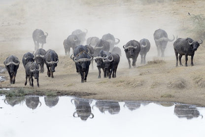 Buffalo mirror