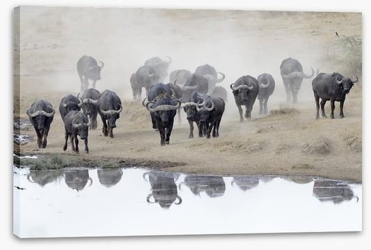 Buffalo mirror