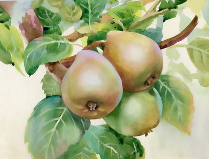 Pears on a branch