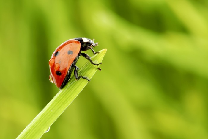 Insects