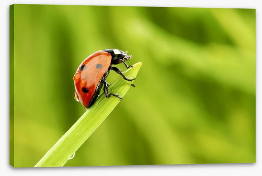 Insects