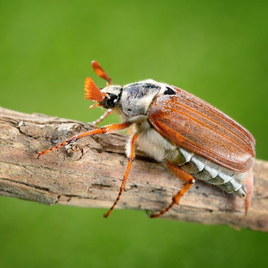Insects