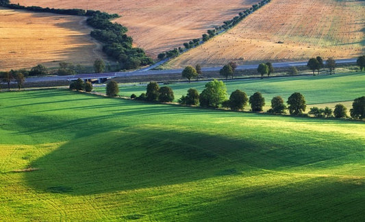 Meadows