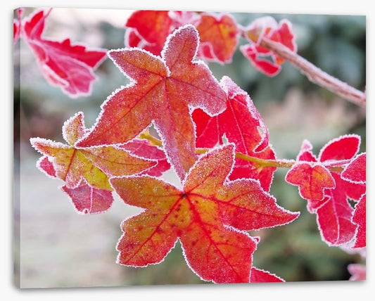 Sweet gum under frost