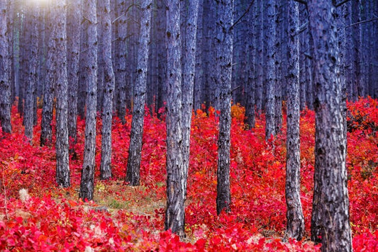 Red Autumn forest