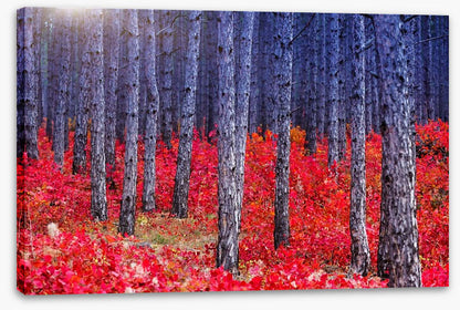 Red Autumn forest