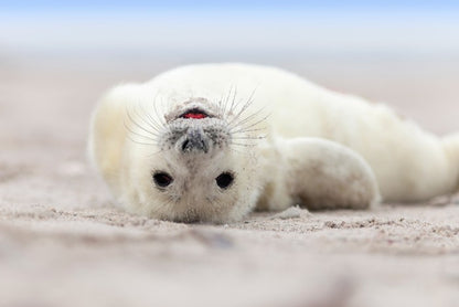 Seal smile