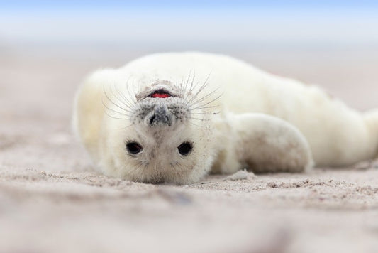 Seal smile