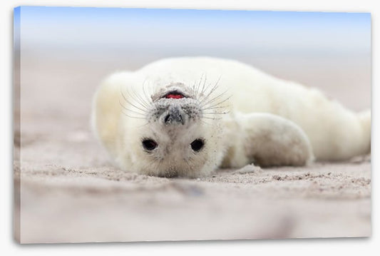 Seal smile