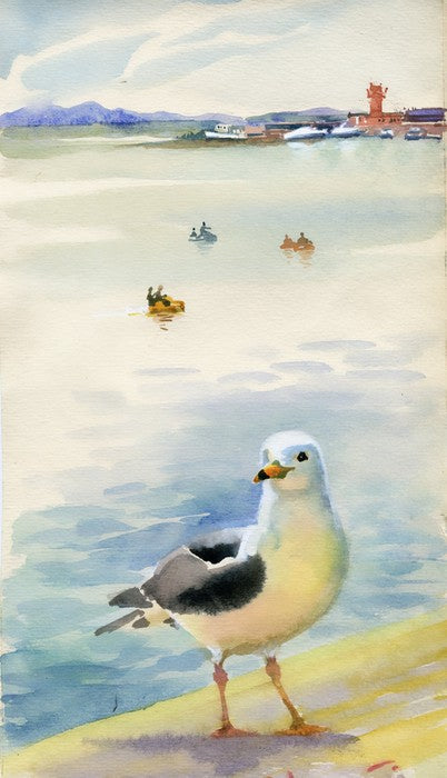 The inquisitive seagull