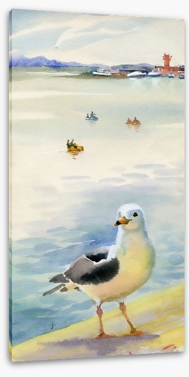 The inquisitive seagull