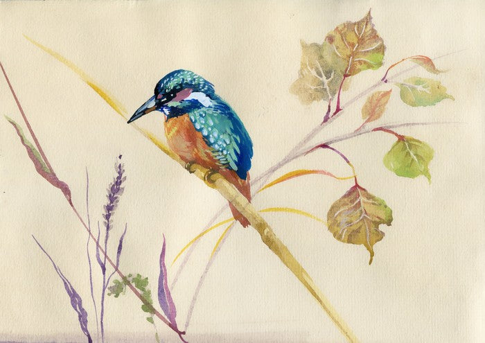 Common Kingfisher