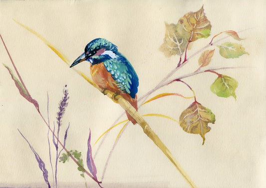 Common Kingfisher