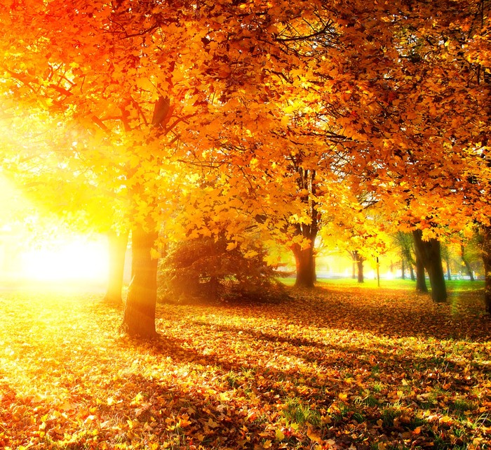 Autumn leaves in sunlight rays