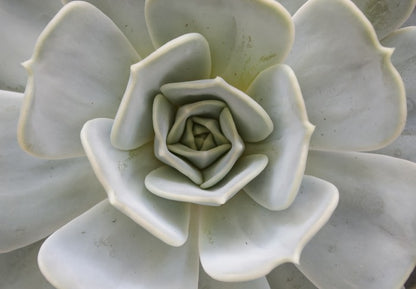Succulent Aloe