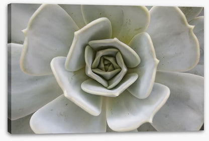 Succulent Aloe