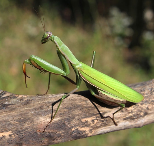 Insects
