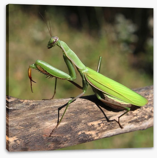 Insects