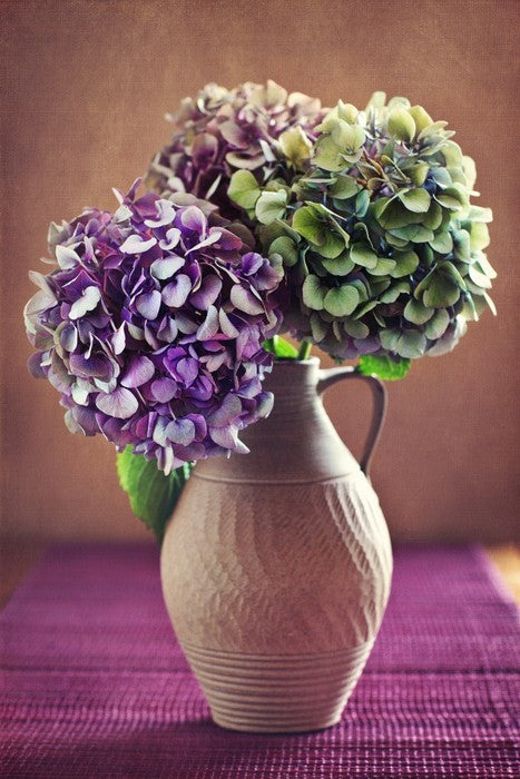 Hortensia bloom