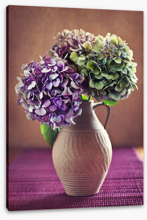 Hortensia bloom