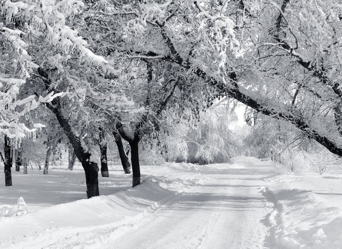 Winter wonderland
