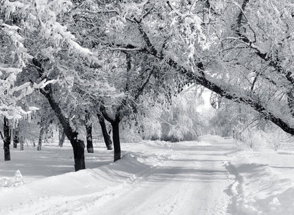 Winter wonderland
