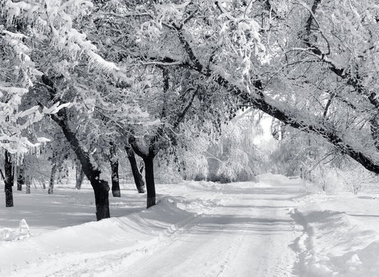 Winter wonderland