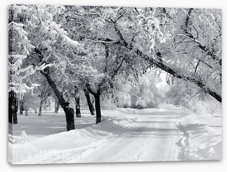 Winter wonderland