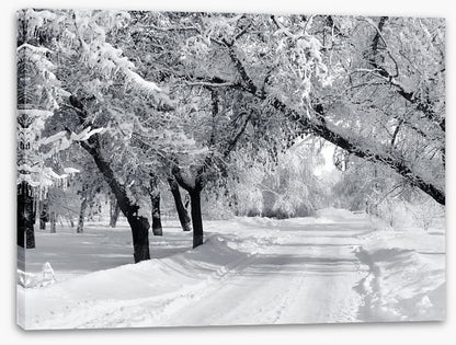 Winter wonderland