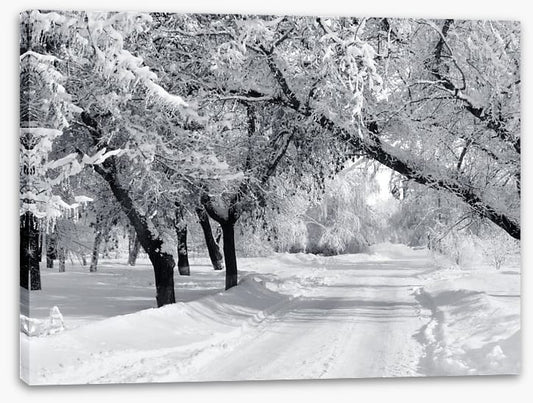 Winter wonderland