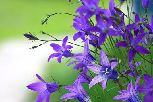 The bellflower bunch