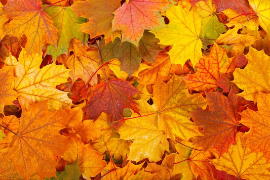 Autumn leaves
