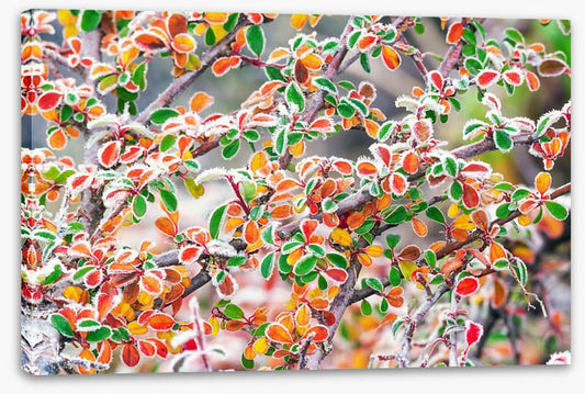 Frosty fall foliage