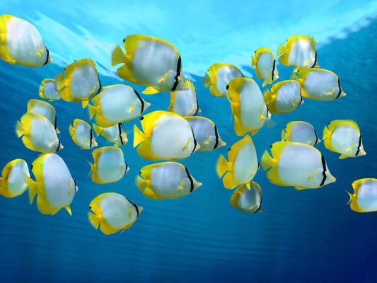 Fish / Aquatic