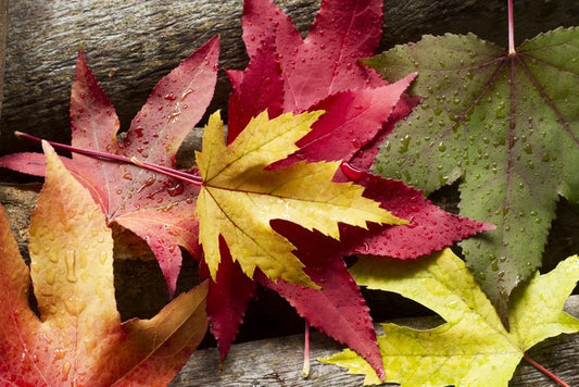 Autumn leaves and raindrops