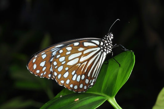 Butterflies