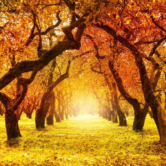 Autumn tree tunnel